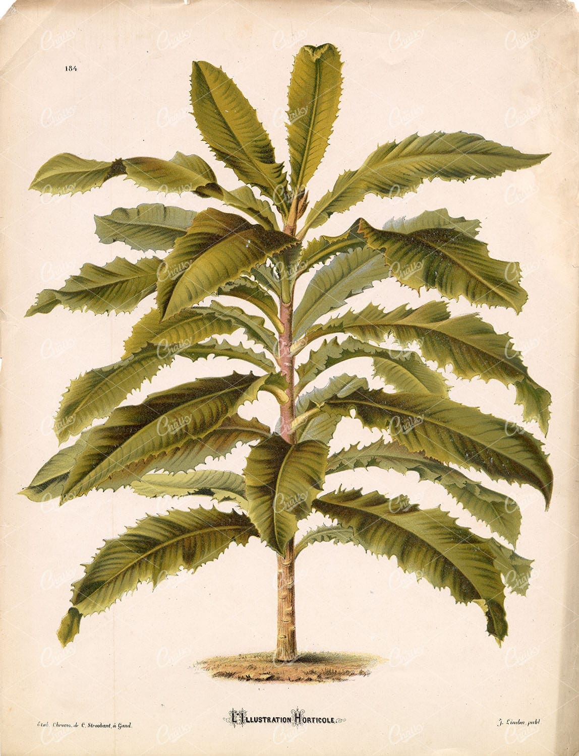 BOTANY 1889 L'Illustration Horticole Plate 184 Chromo by J. Linden