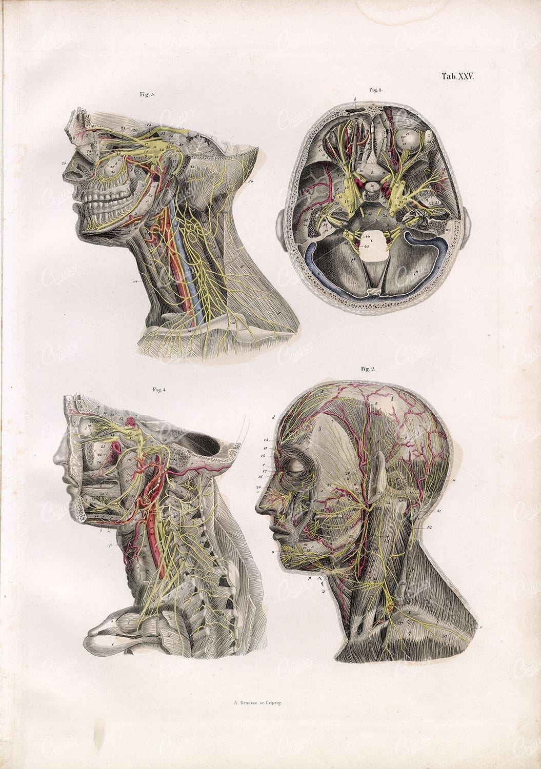 Anatomy Bock Human Anatomy Stock Image - Nervous System Neck Head Nerves 1879