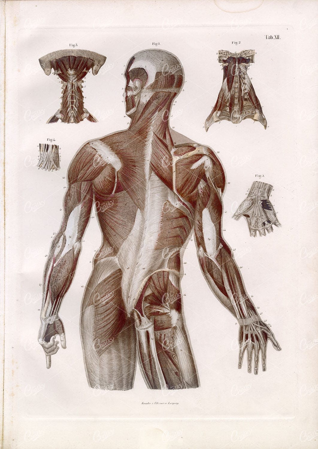 ANATOMY Skeleton Muscles Back, Torso, Trunk, Neck, and Arm, BOCK Plate XII
