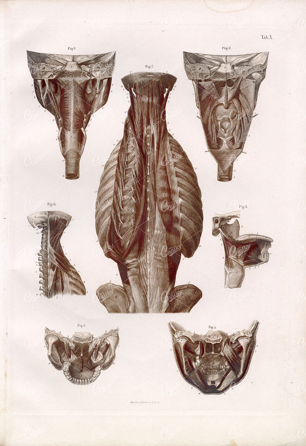 BOCK Human Muscles Anatomy Neck, Trunk, Pharynx, and Tongue Plate X