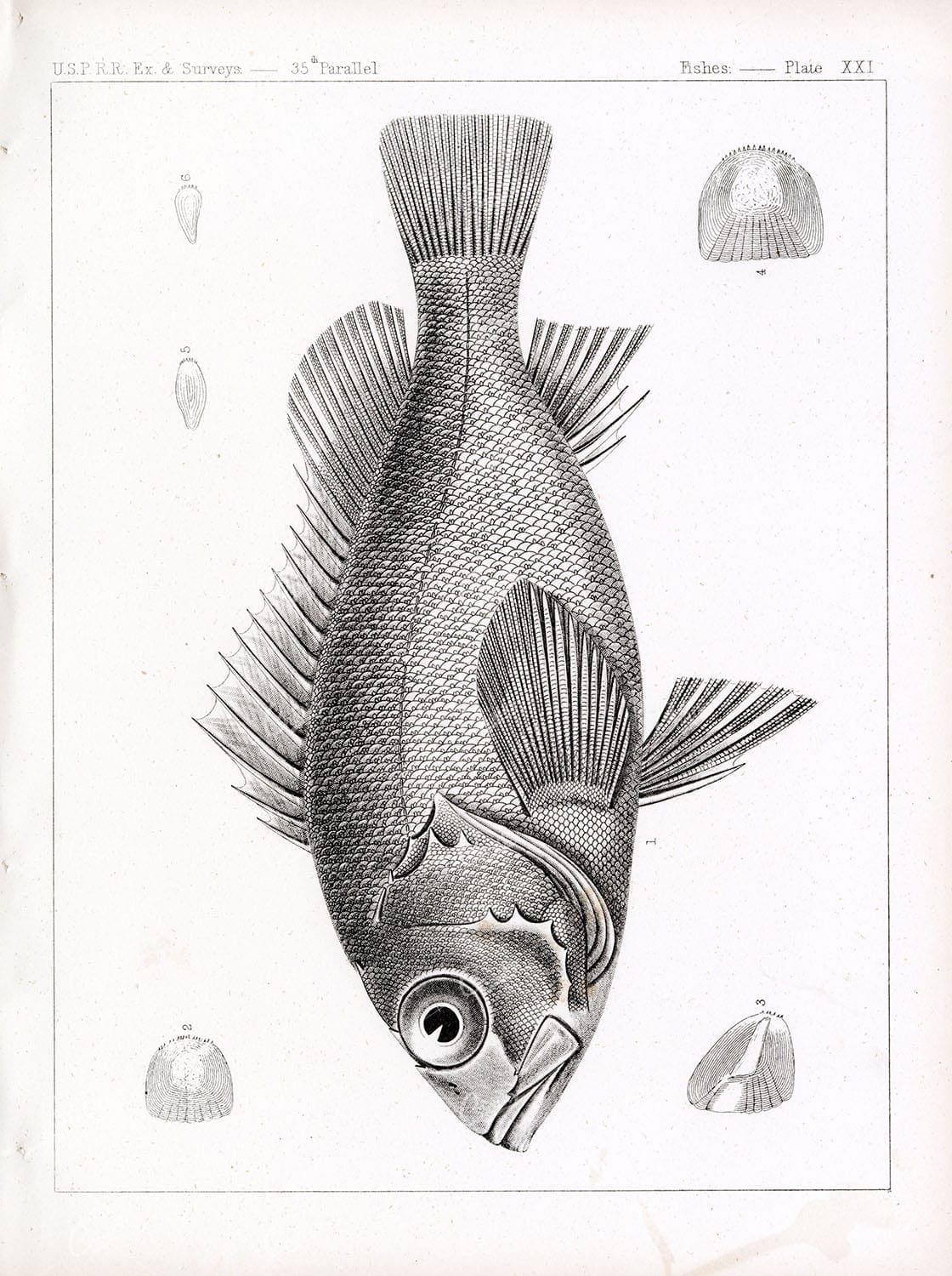 FISHES Sebastes Rosaceus (Rockfish) Detailed Antique Rare Stock Image