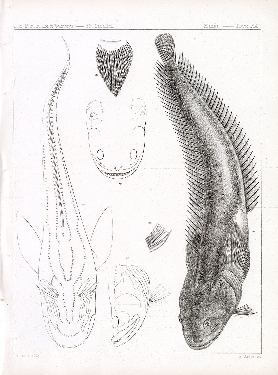 PORICHTHYS Notatus, Rare Antique Toadfish Stock Image, Fishes Plate XXV