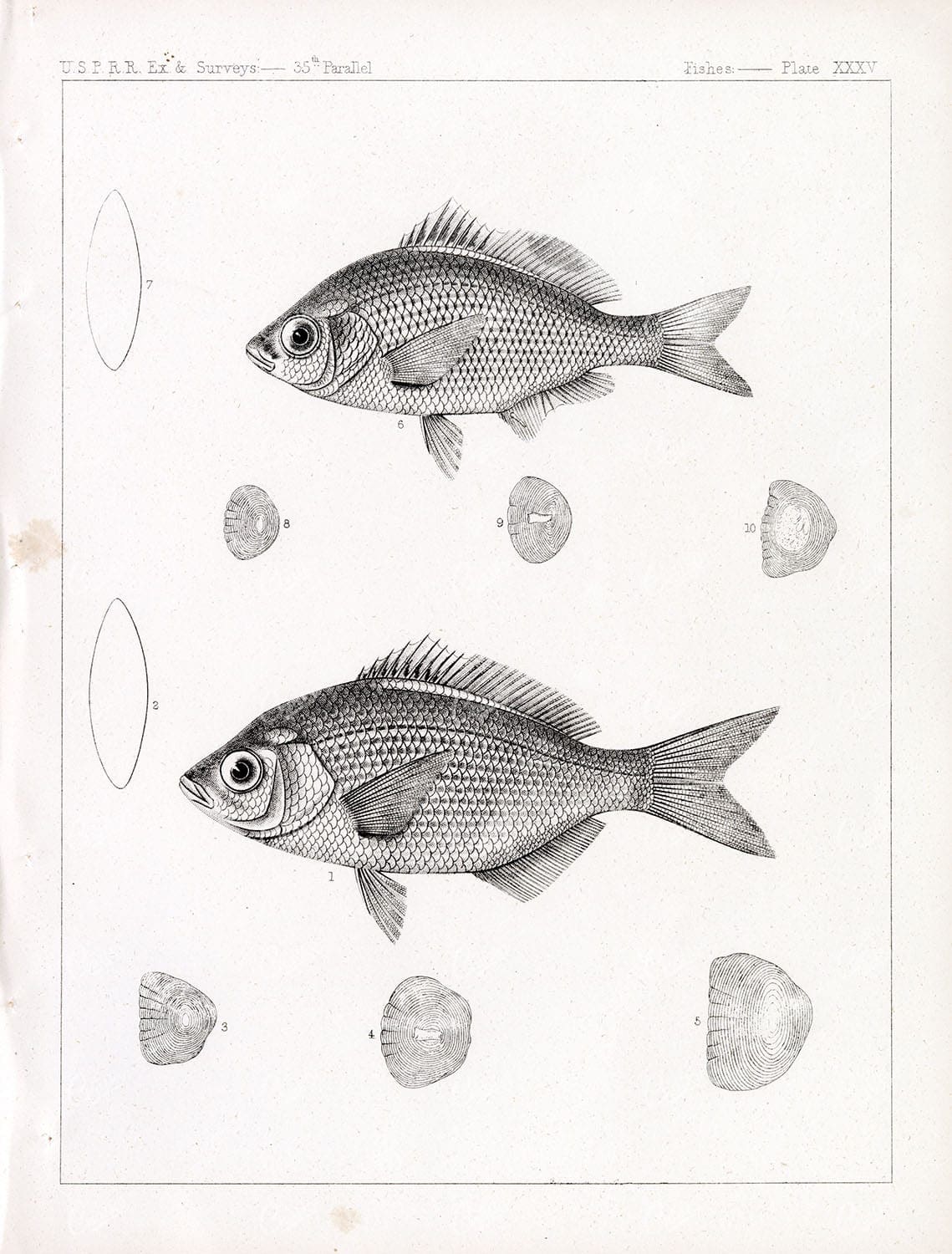 REDTAIL Surfperch (Holconotus Rhodoterus), Vintage Fishes Stock Image Plate XXXV