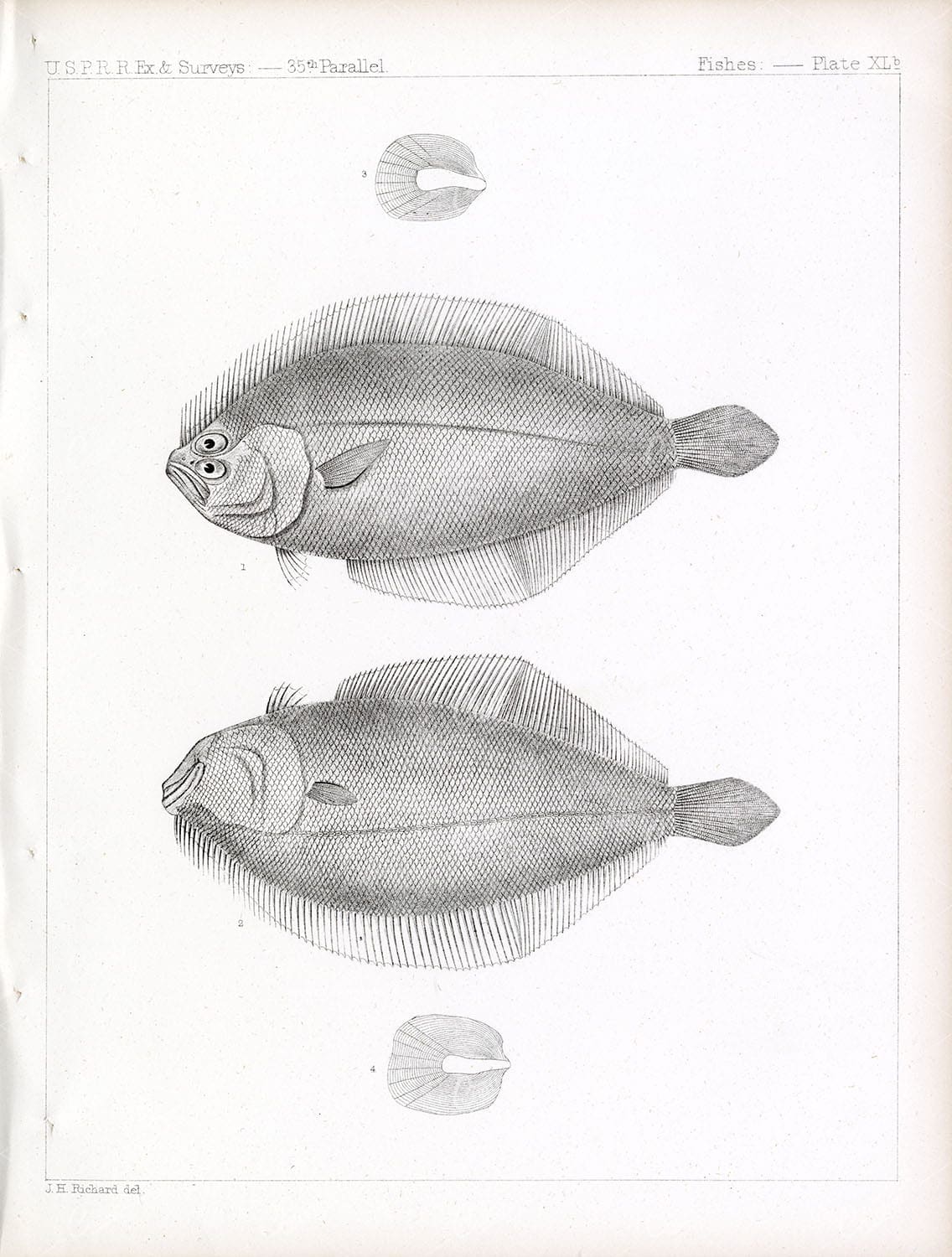 PACIFIC Sanddan Fish (Citharichthys Sordidus), Antique Fishes Stock Image Plate XLb