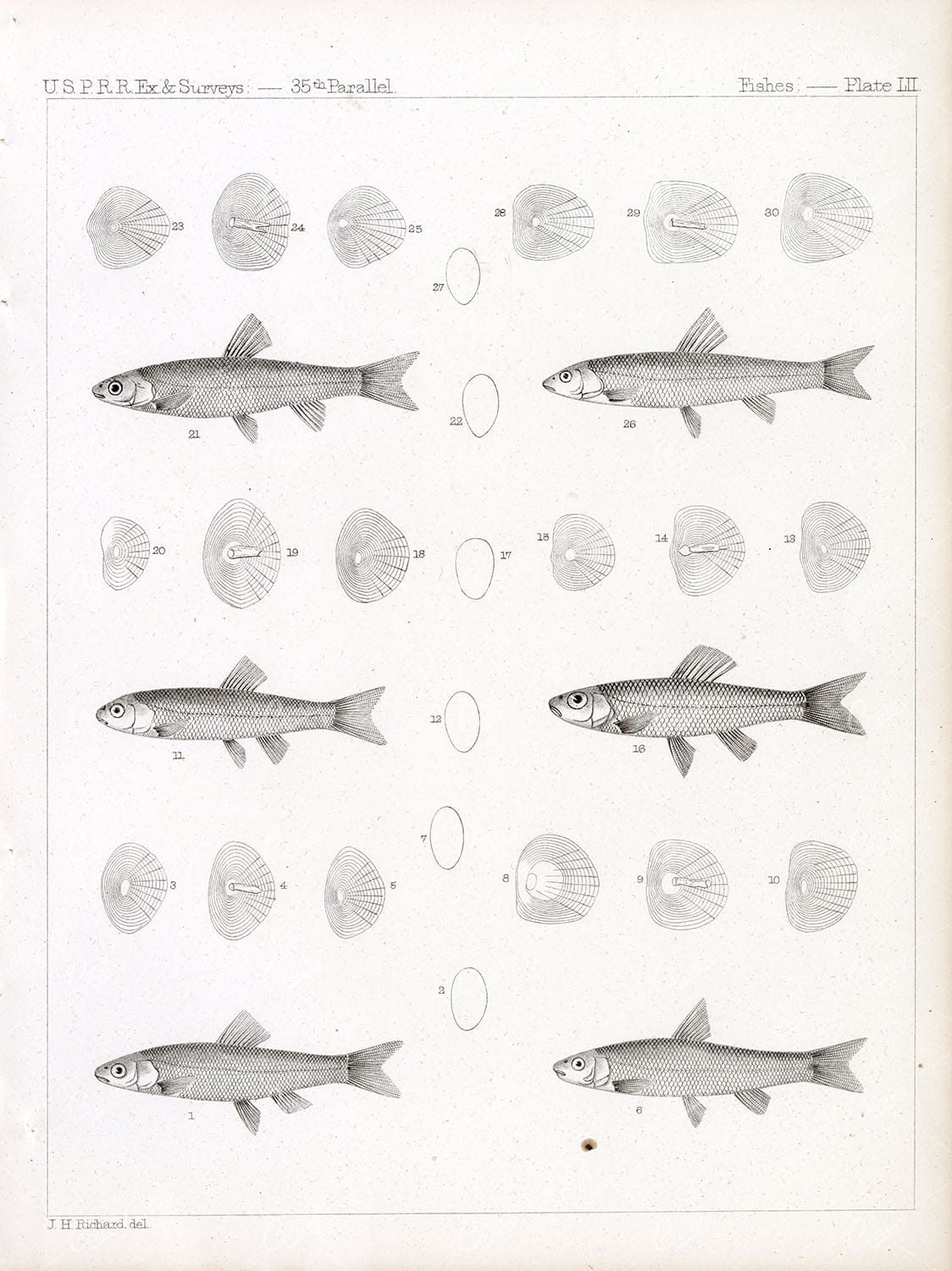 MINNOW Fish Stock Image, Antique Fishes Plate LII, USPRR EX & Surveys 1853