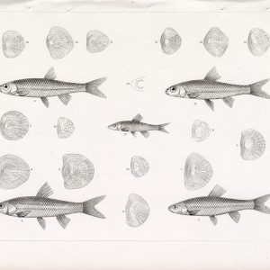 ANTIQUE Fishes Stock Image, Minnow Fish, USPRR EX & Surveys, 1853