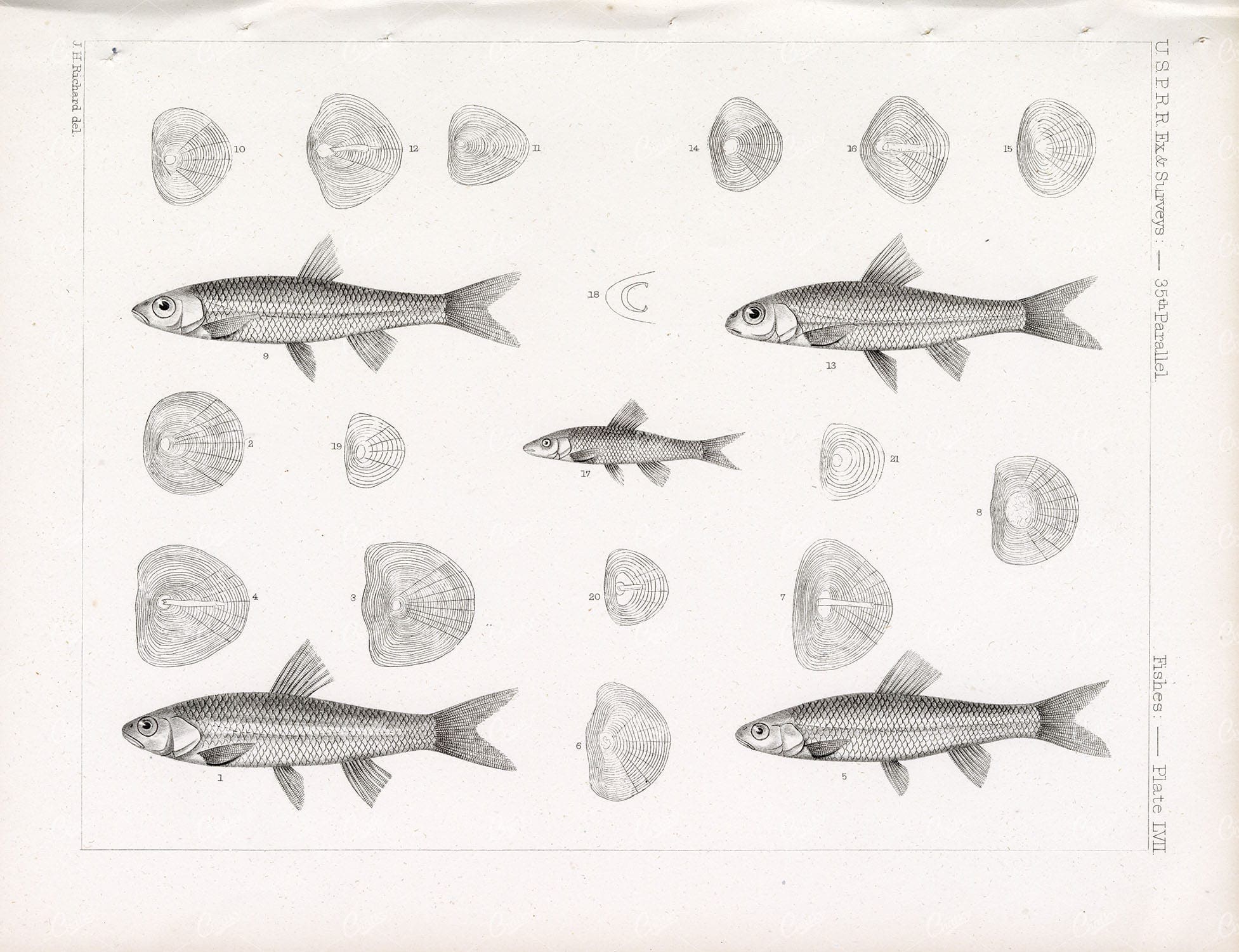 ANTIQUE Fishes Stock Image, Minnow Fish, USPRR EX & Surveys, 1853