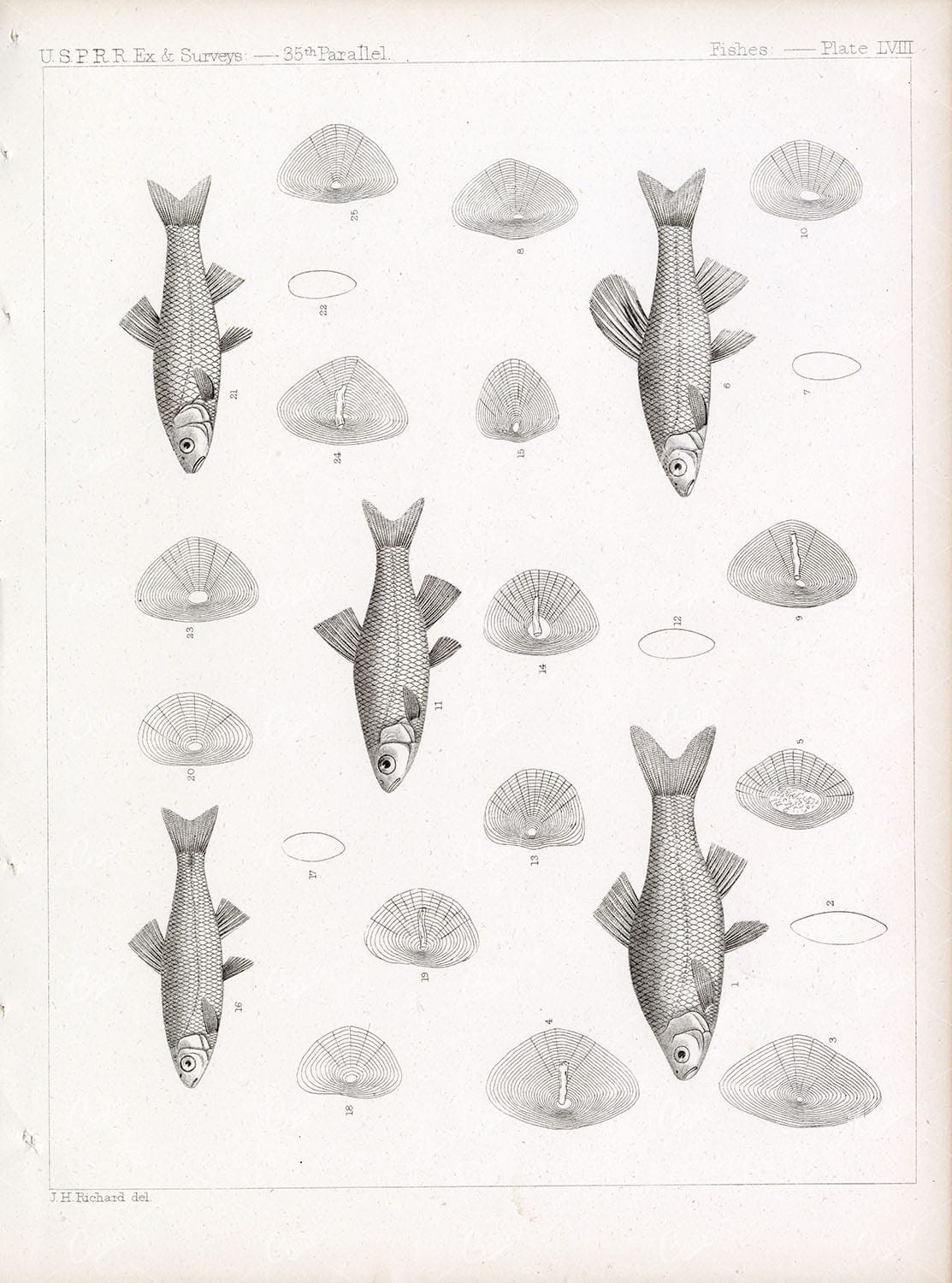 FISHES Vintage Stock Image, Minnow Fish, USPRR EX & Surveys, 1853 Plate LVIII