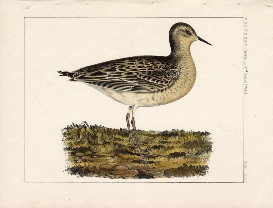 1853 Antique Hand Coloured Stock Image Buff-Breasted Sandpiper U.S.P.R.R Birds Survey