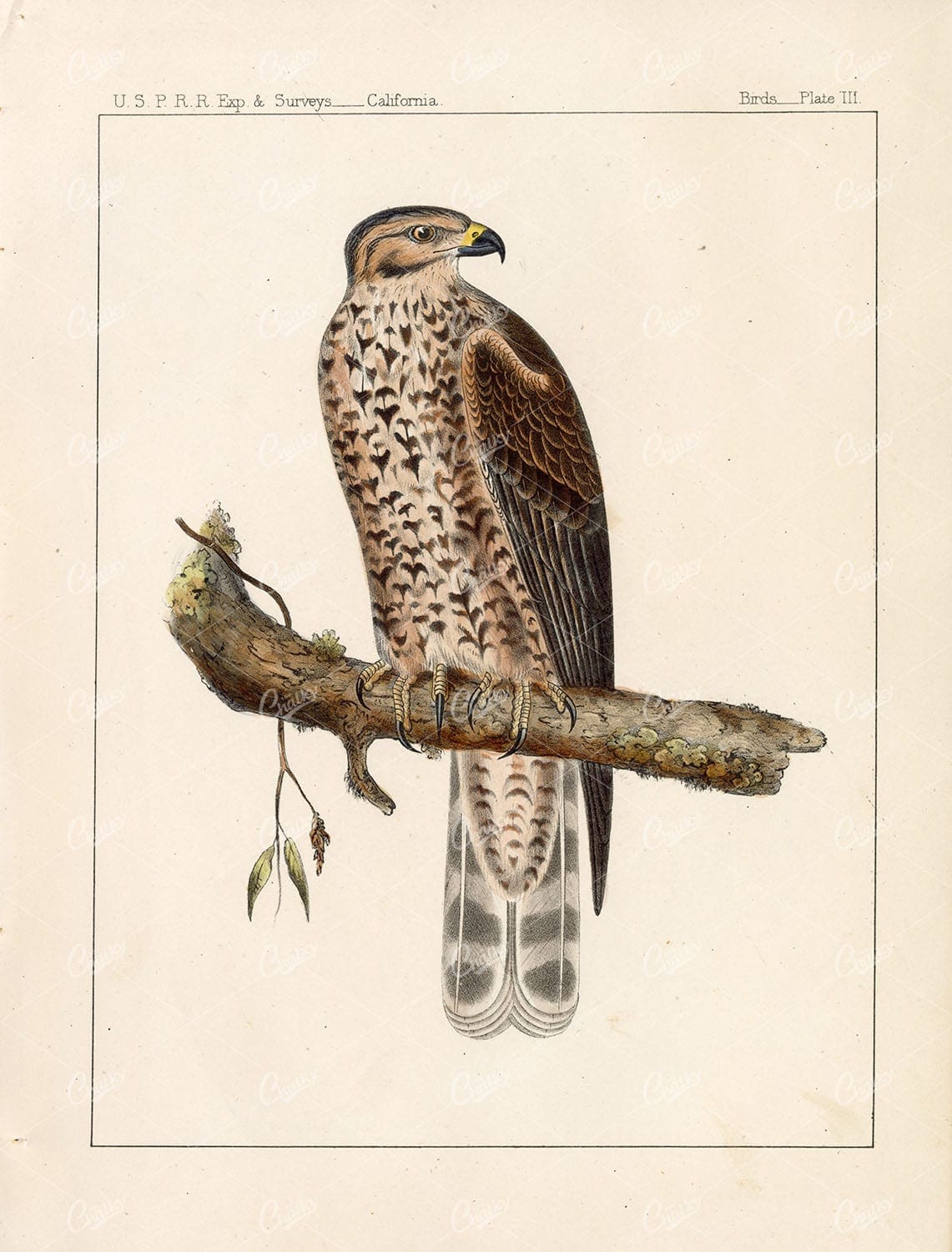 CALIFORNIA Red Shouldered Hawk (Young) Hand Colored Antique Lithograph