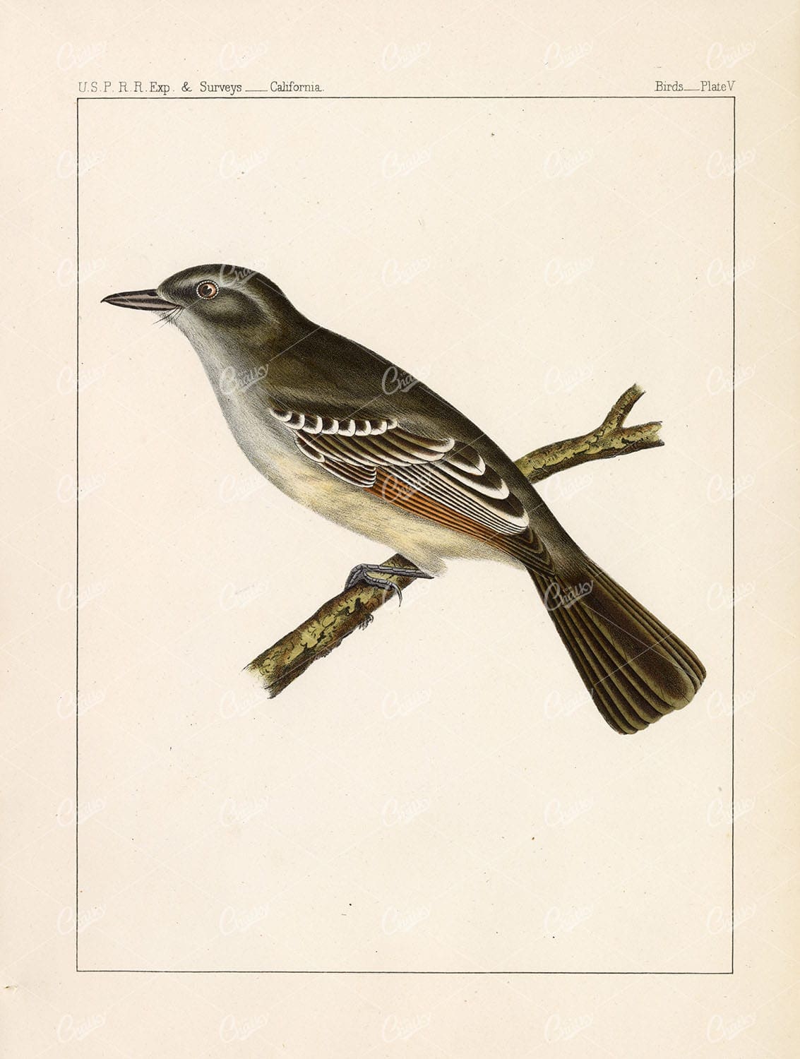 1853 Antique Stock Image Hand Coloured Brown-Crested Flycatcher Bird Lithograph