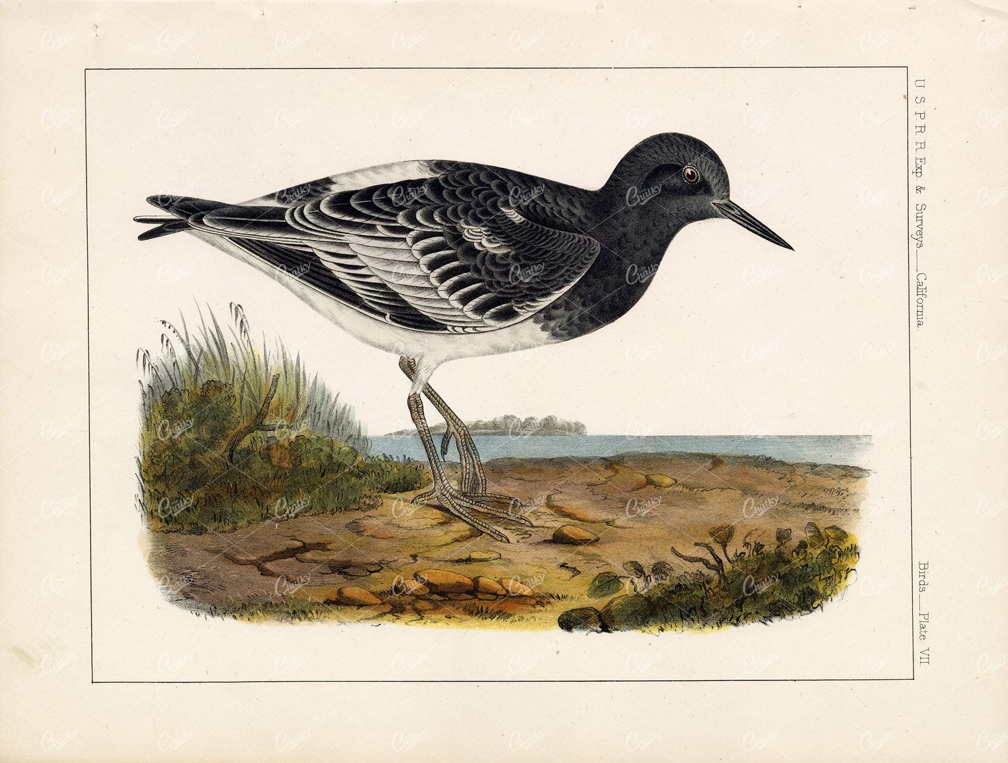 Black Turnstone (Strepsilas melanocephala, Vigors) 1853 Bird Stock Image Plate 7
