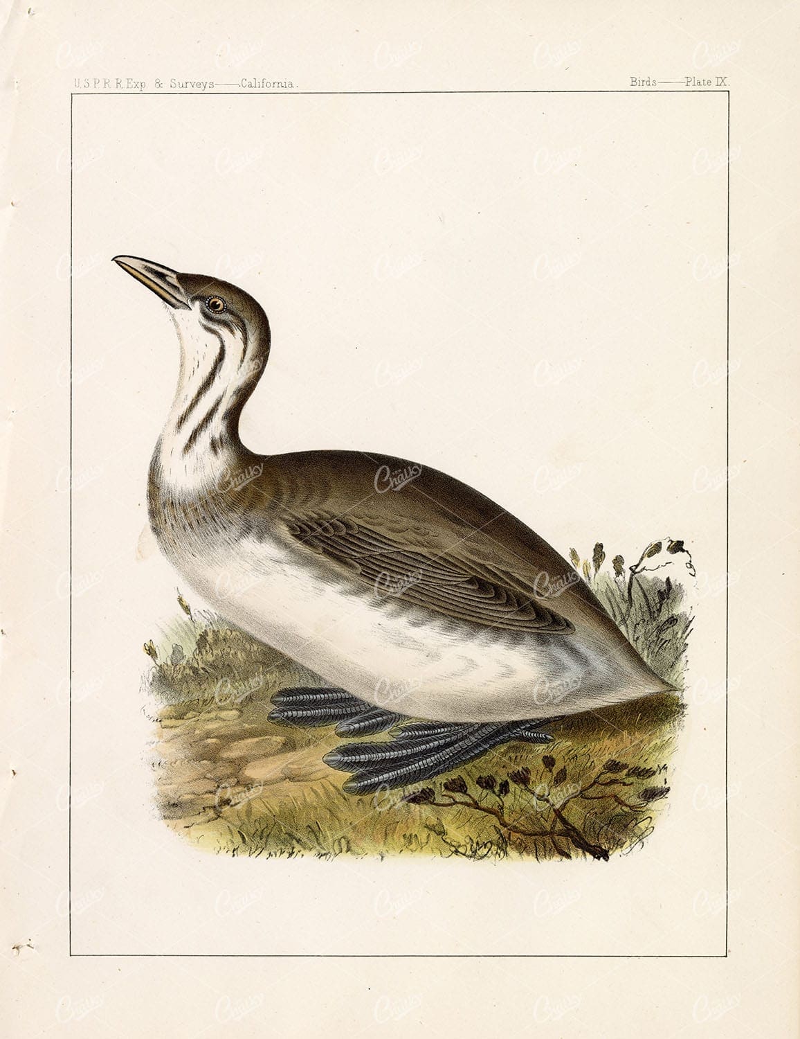 1853 Hand coloured Antique Stock Image Atitlán Grebe U.S.P.R.R Birds Survey