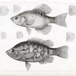 ROCK BASS, 1853 Antique Stock Image. U.S.P.R.R Fish Survey