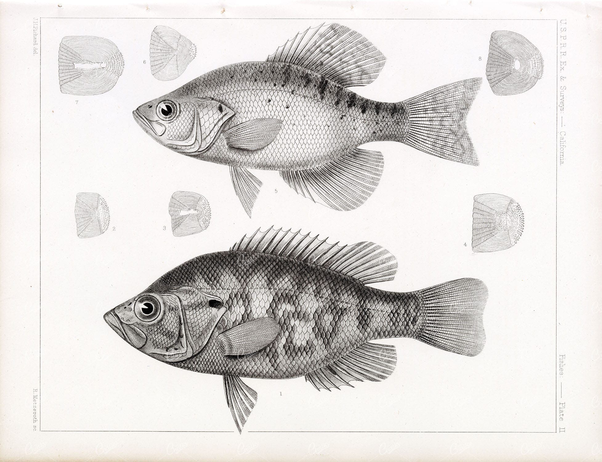 ROCK BASS, 1853 Antique Stock Image. U.S.P.R.R Fish Survey