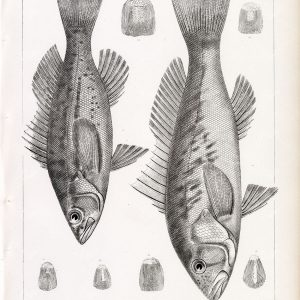 BARRED SAND BASS, 1853 Antique Stock Image. U.S.P.R.R Fish Survey