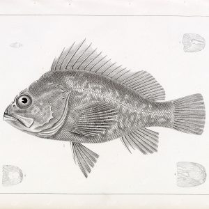 ACADIAN Red Fish, 1853 Antique Stock Image. U.S.P.R.R Ex & Survey