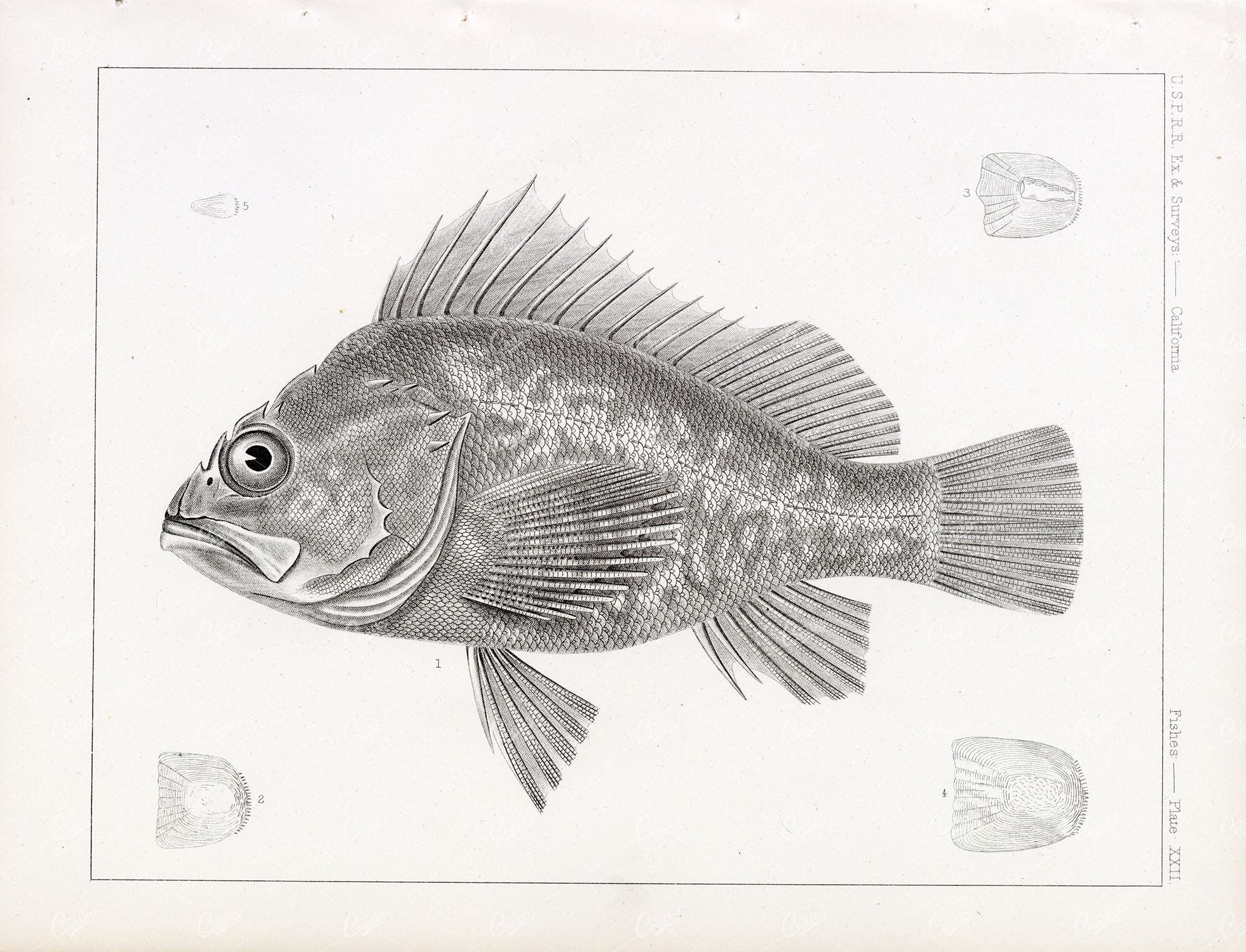 ACADIAN Red Fish, 1853 Antique Stock Image. U.S.P.R.R Ex & Survey