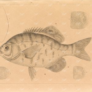 BLACK Surfperch, 1853 Antique Rare Stock Image U.S.P.R.R Fish Survey - Animals - Century Library