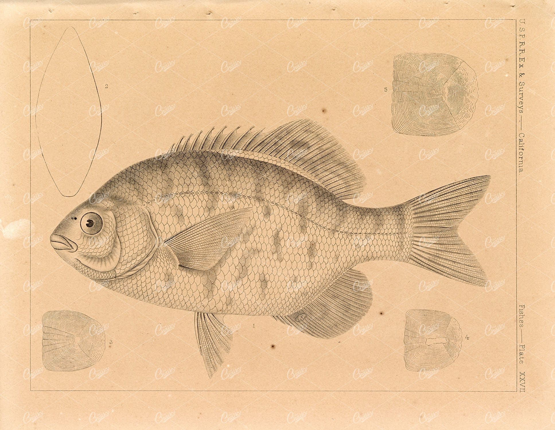 BLACK Surfperch, 1853 Antique Rare Stock Image U.S.P.R.R Fish Survey - Animals - Century Library