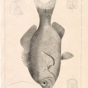 1853 Antique Stock Image, Black Surfperch U.S.P.R.R Fish Survey - Animals - Century Library