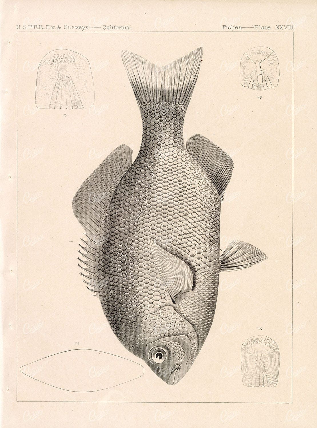 1853 Antique Stock Image, Black Surfperch U.S.P.R.R Fish Survey - Animals - Century Library