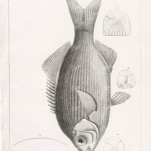 1853 Antique Stock Image Striped Surfperch U.S.P.R.R Fish Survey - Animals - Century Library