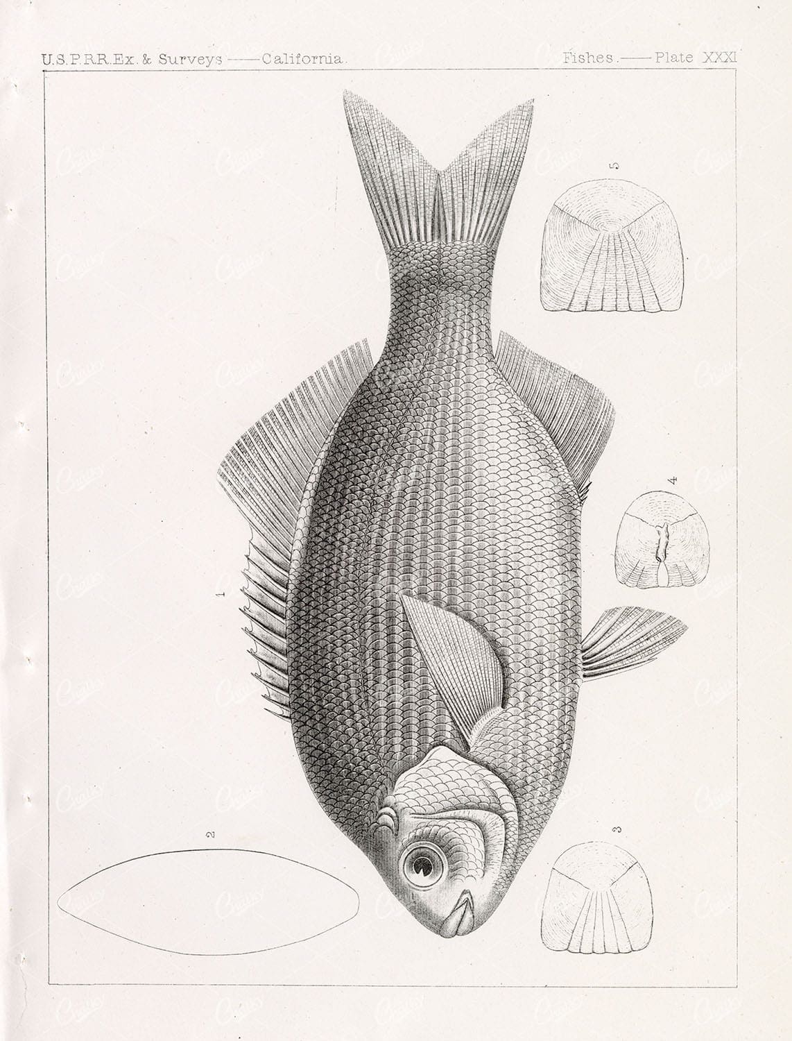 1853 Antique Stock Image Striped Surfperch U.S.P.R.R Fish Survey - Animals - Century Library