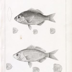 1853 Antique Stock Image Redtail Surfperch U.S.P.R.R Fish Survey - Animals - Century Library