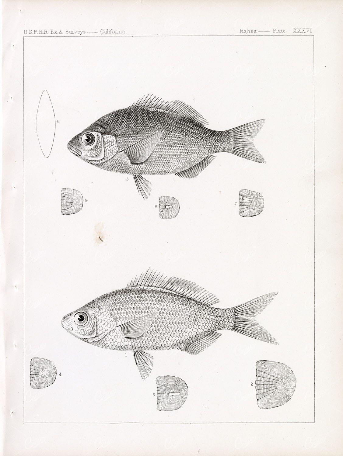 1853 Antique Stock Image Redtail Surfperch U.S.P.R.R Fish Survey - Animals - Century Library