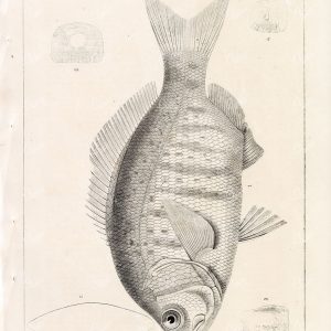 1853 Antique Stock Image Barred Surfperch U.S.P.R.R Fish Survey - Animals - Century Library