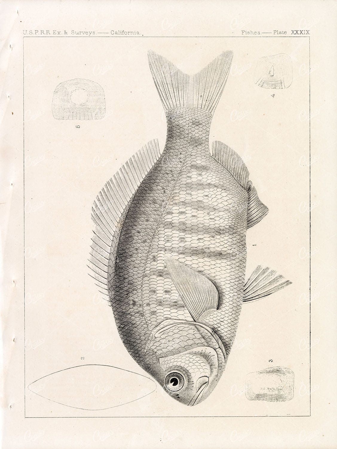 1853 Antique Stock Image Barred Surfperch U.S.P.R.R Fish Survey - Animals - Century Library
