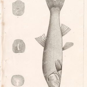 1853 Vintage Stock Image Hardhead U.S.P.R.R Fish Survey - Animals - Century Library