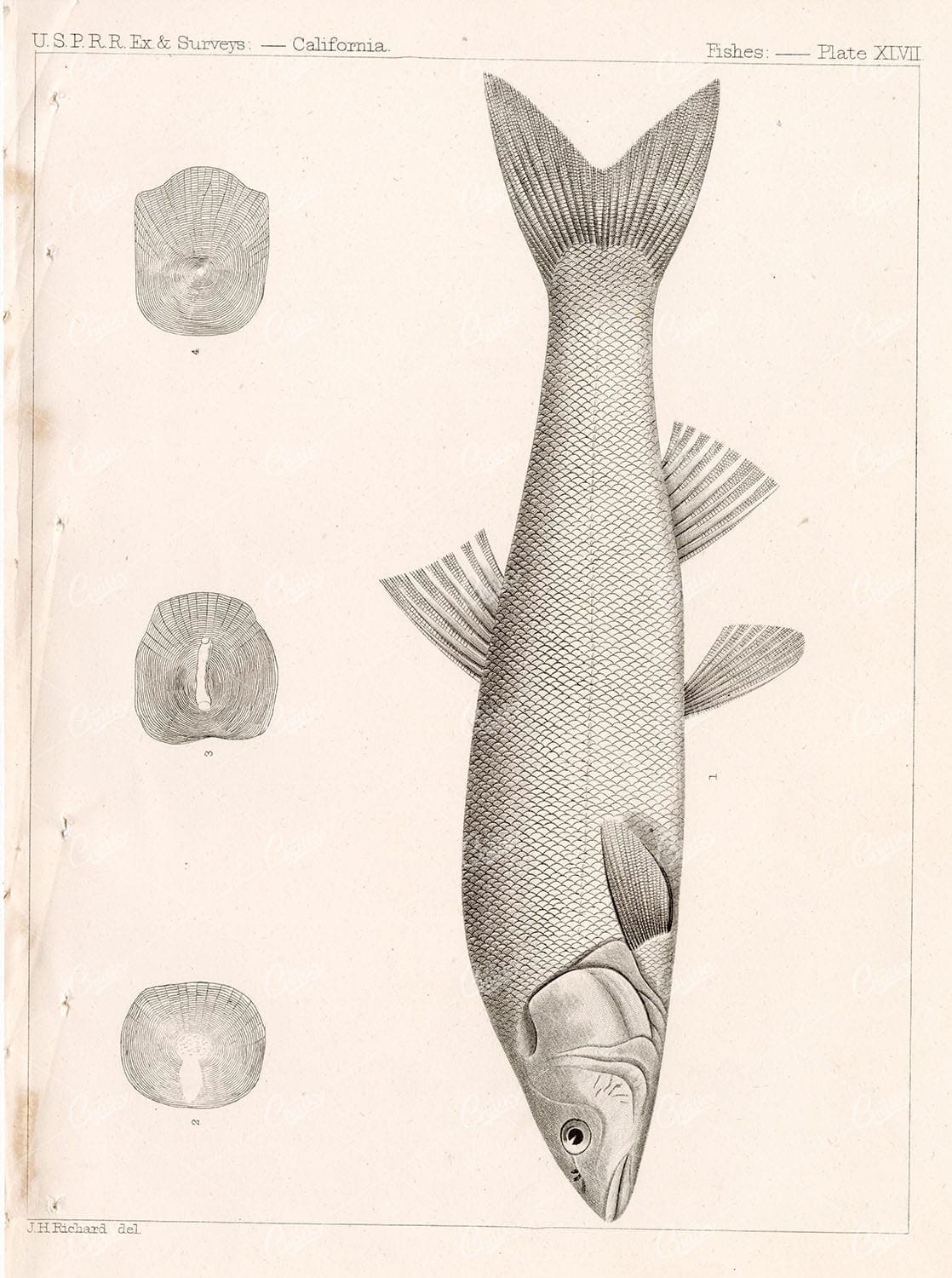 1853 Vintage Stock Image Hardhead U.S.P.R.R Fish Survey - Animals - Century Library