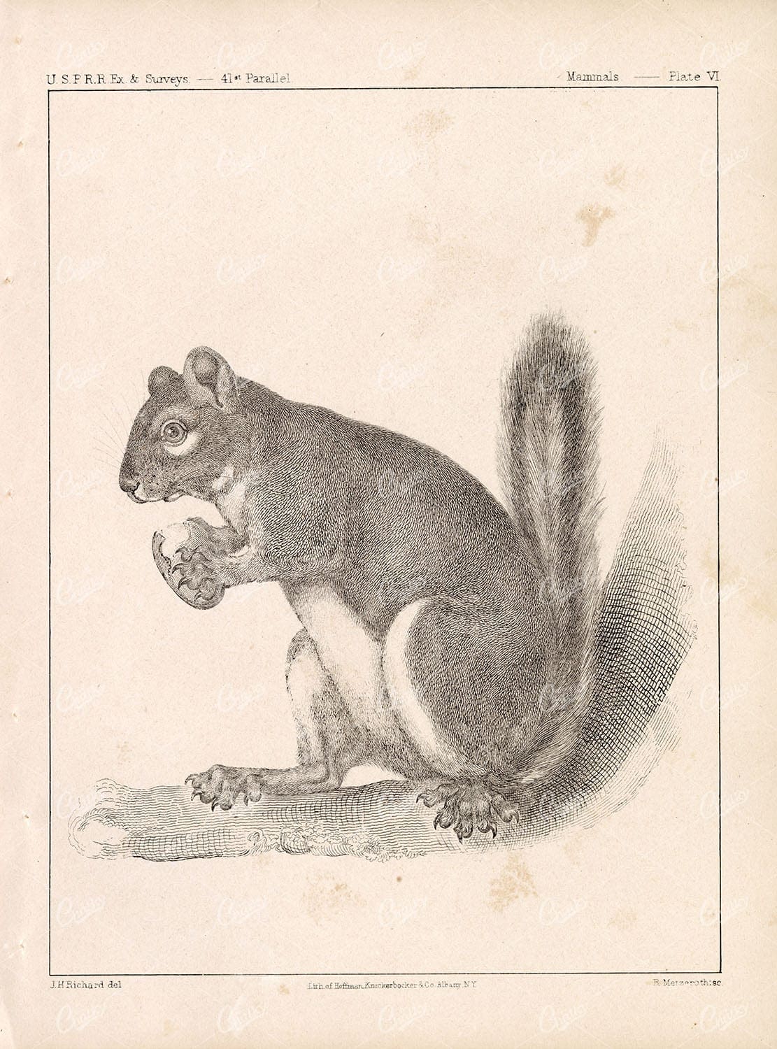 1853 Antique Stock Image U.S.P.R.R Mammals Survey, Squirrel Plate VI - Animals - Century Library