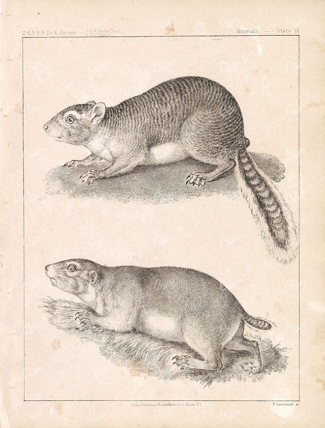 1853 Antique Rare Stock Image U.S.P.R.R Mammals Survey, Sciuridae Squirrel Plate IV - Animals - Century Library
