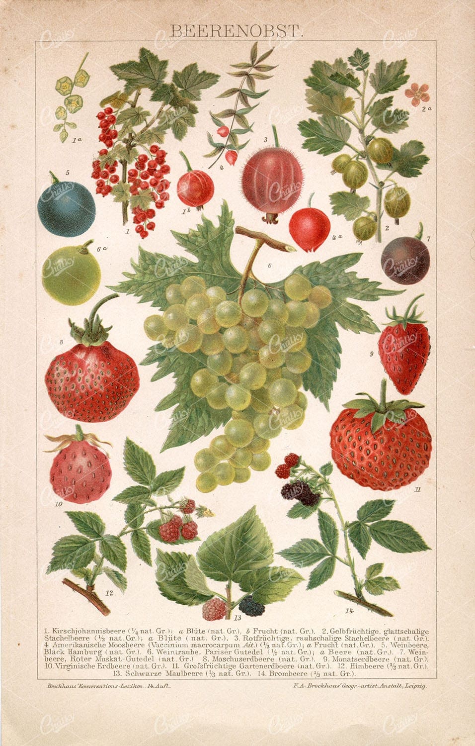 Berry Varieties Lithograph from 1906 - Strawberry, Raspberry and Others