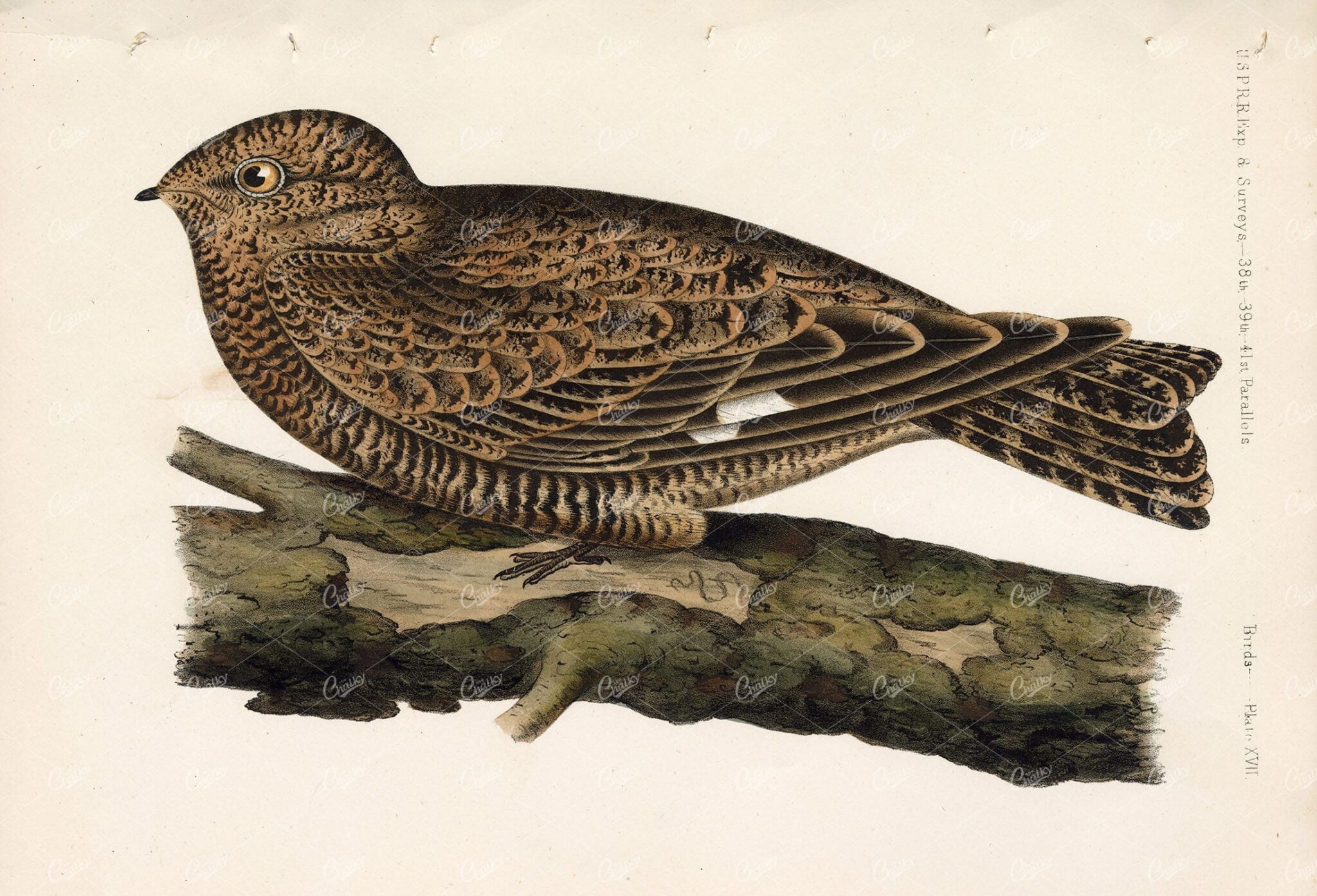 NIGHTHAWK Common, Handcolored Rare Lithograph, U.S.P.R.R Bird Survey - Animals - Century Library