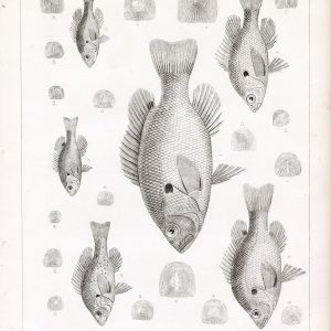 1853 Antique Stock Image CALLIURUS MURINUS, U.S.P.R.R Fish Survey Plate VII - Animals - Century Library