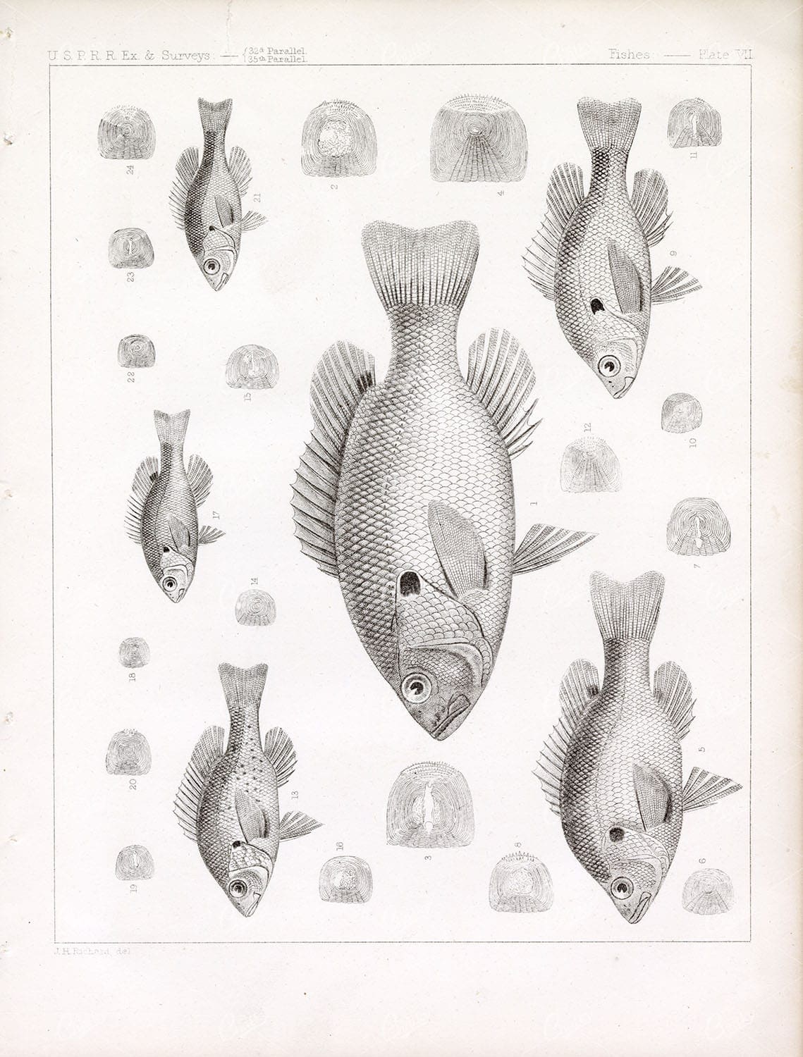 1853 Antique Stock Image CALLIURUS MURINUS, U.S.P.R.R Fish Survey Plate VII - Animals - Century Library
