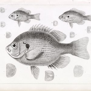 1853 Antique Stock Image MUD SUNFISH, U.S.P.R.R Fish Survey Plate VIII - Animals - Century Library