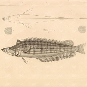 1853 Antique Stock Image GIANT KELPFISH, U.S.P.R.R Fish Survey Plate XIII - Animals - Century Library