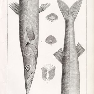 BARRACUDA 1853 Rare Antique Stock Image U.S.P.R.R Fish Survey Plate XIV - Animals - Century Library