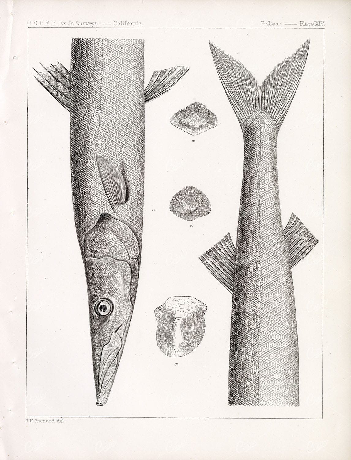 BARRACUDA 1853 Rare Antique Stock Image U.S.P.R.R Fish Survey Plate XIV - Animals - Century Library