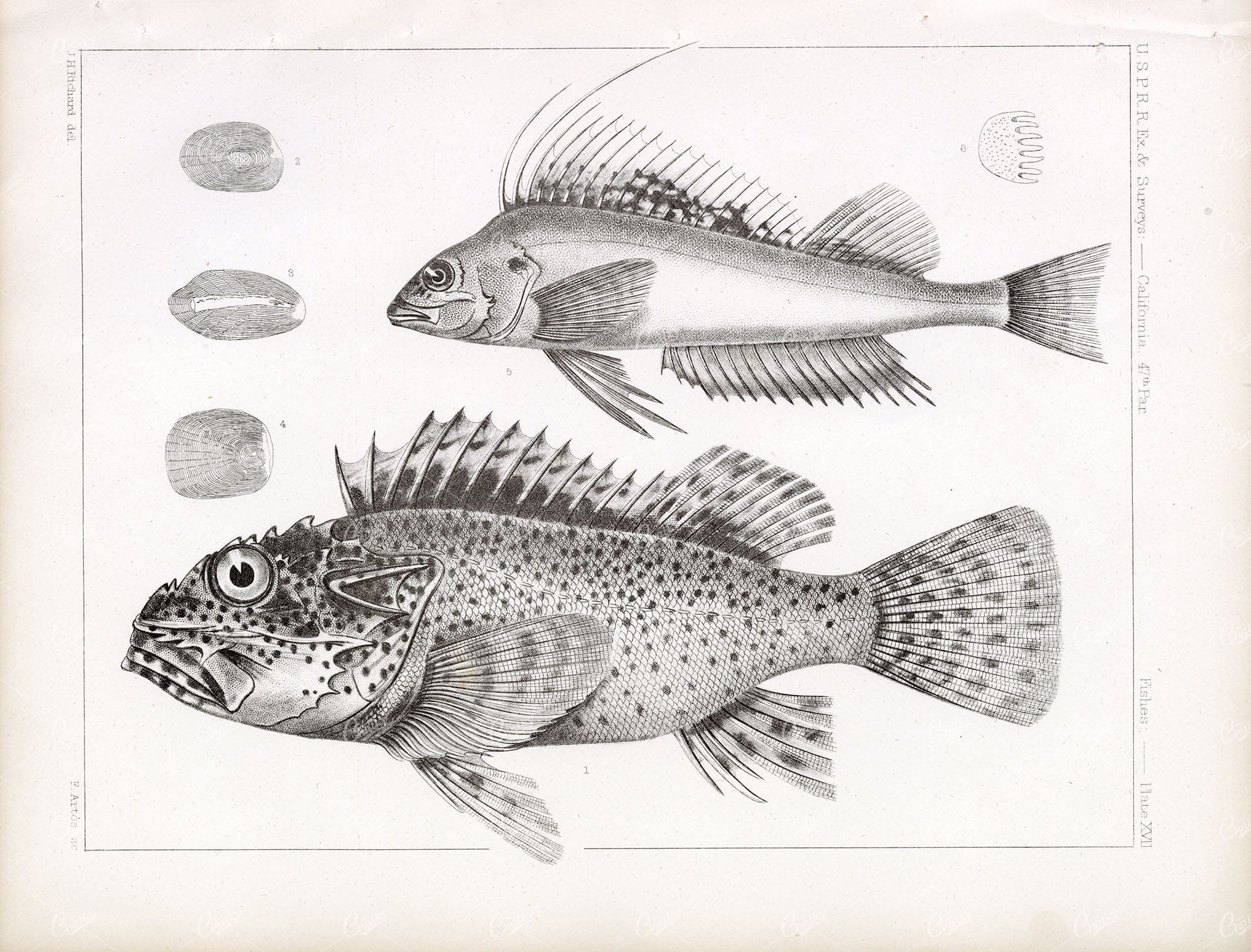 SCORPION FISH 1853 Rare Antique Stock Image U.S.P.R.R Fish Survey Plate XVII - Animals - Century Library