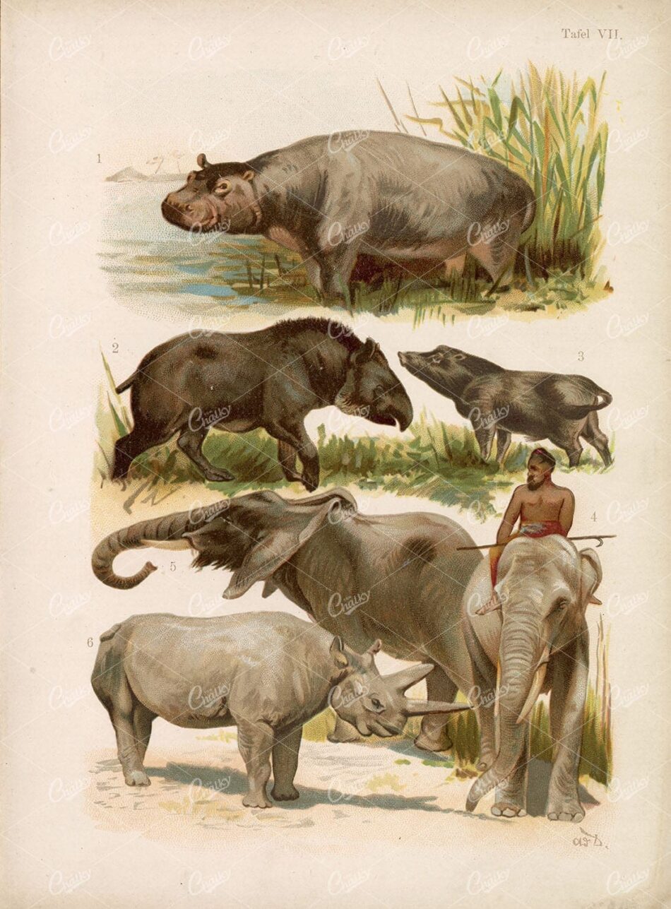 Mammals - Hippo, Tapirs, Elephant Rider, And Rhinoceros Study