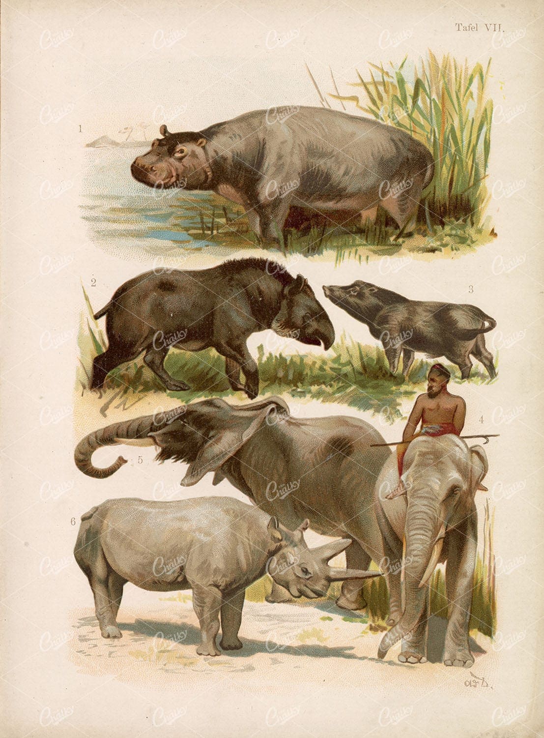 Wild Animals Vintage Stock Image - Hippo, Elephant, Rhino. Late 1800s