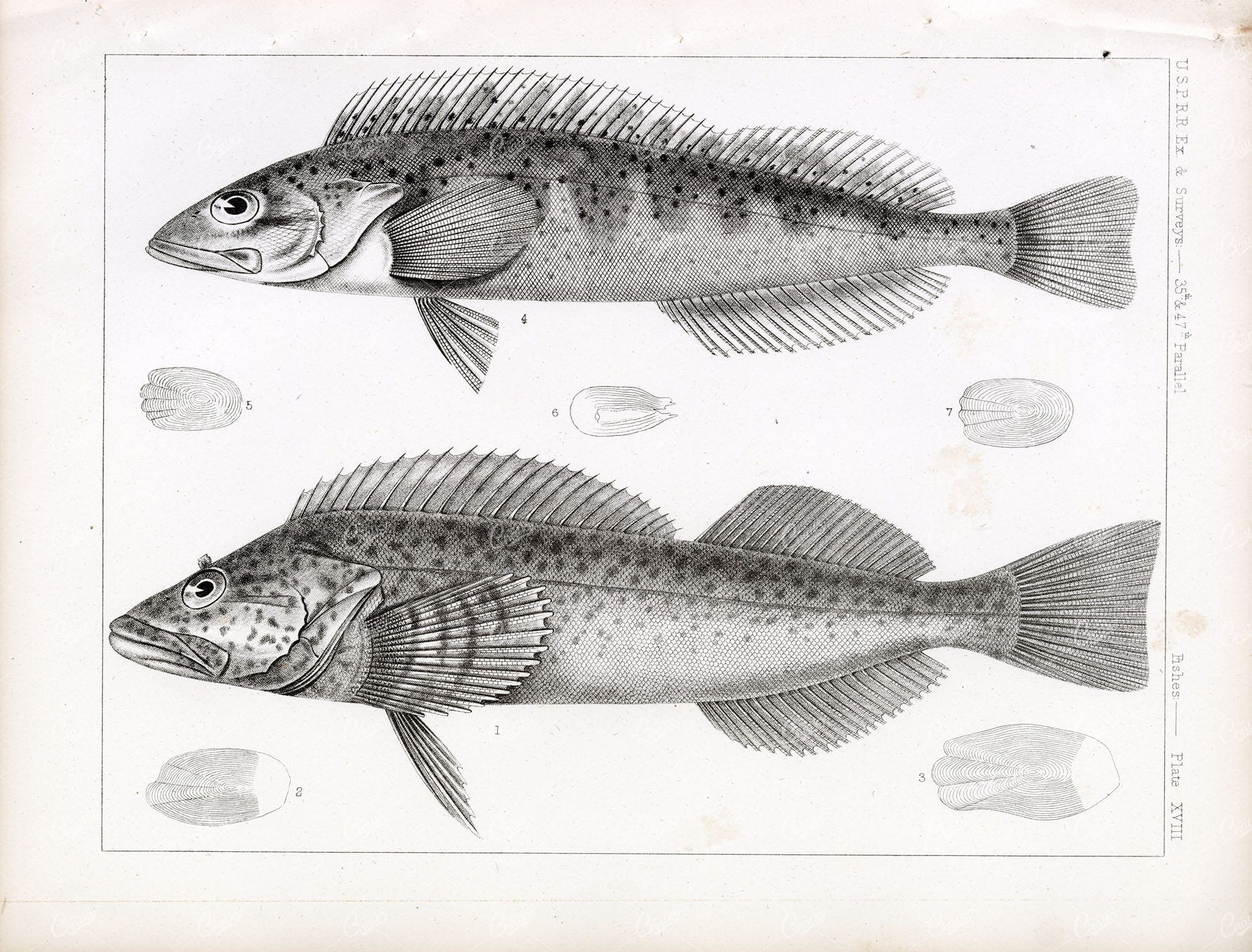 LING COD Fish 1853 Rare Vintage Stock Image U.S.P.R.R Fish Survey Plate XVIII - Animals - Century Library