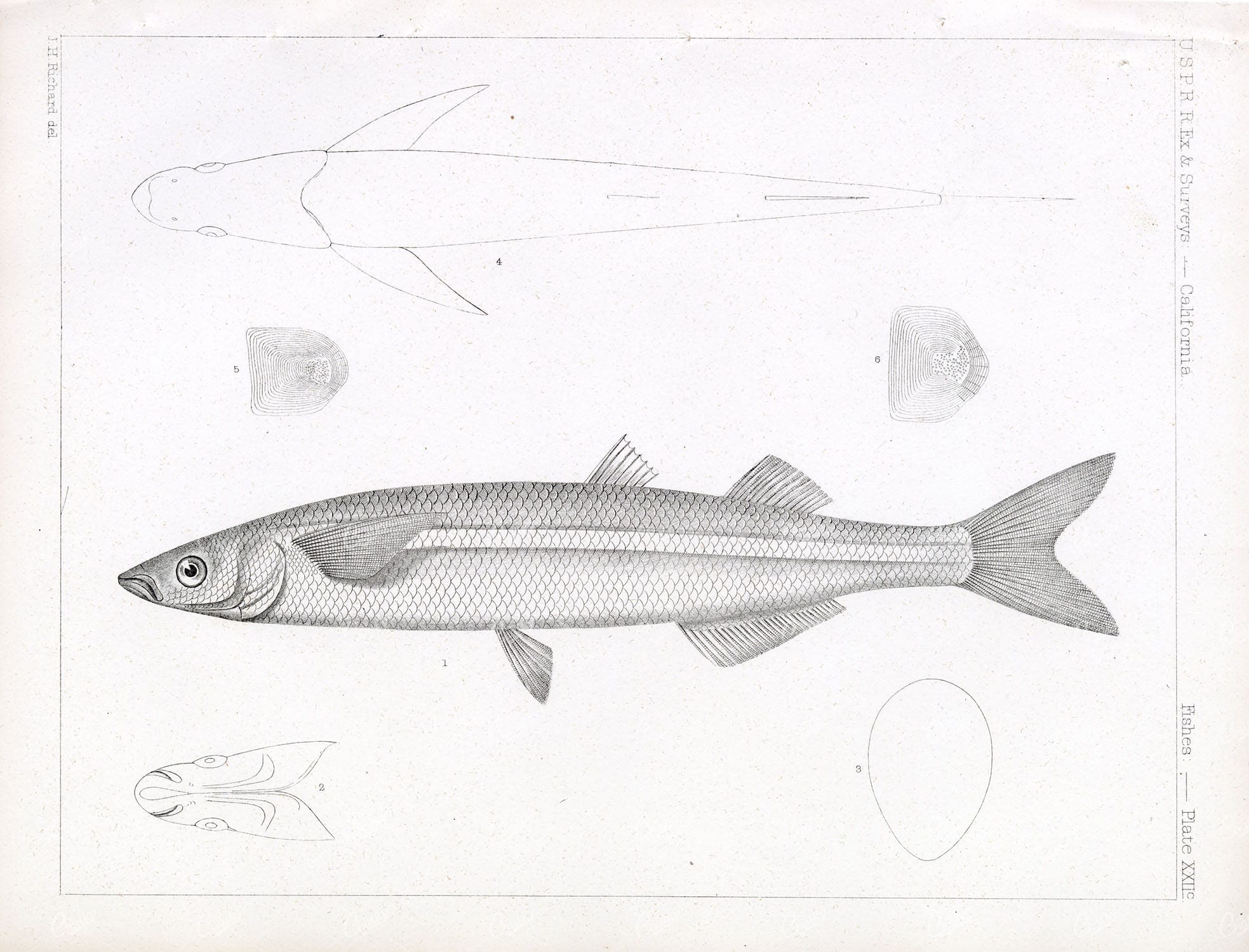 JACK SILVERSIDE Fish 1853 Rare Vintage Stock Image U.S.P.R.R Fish Survey - Animals - Century Library