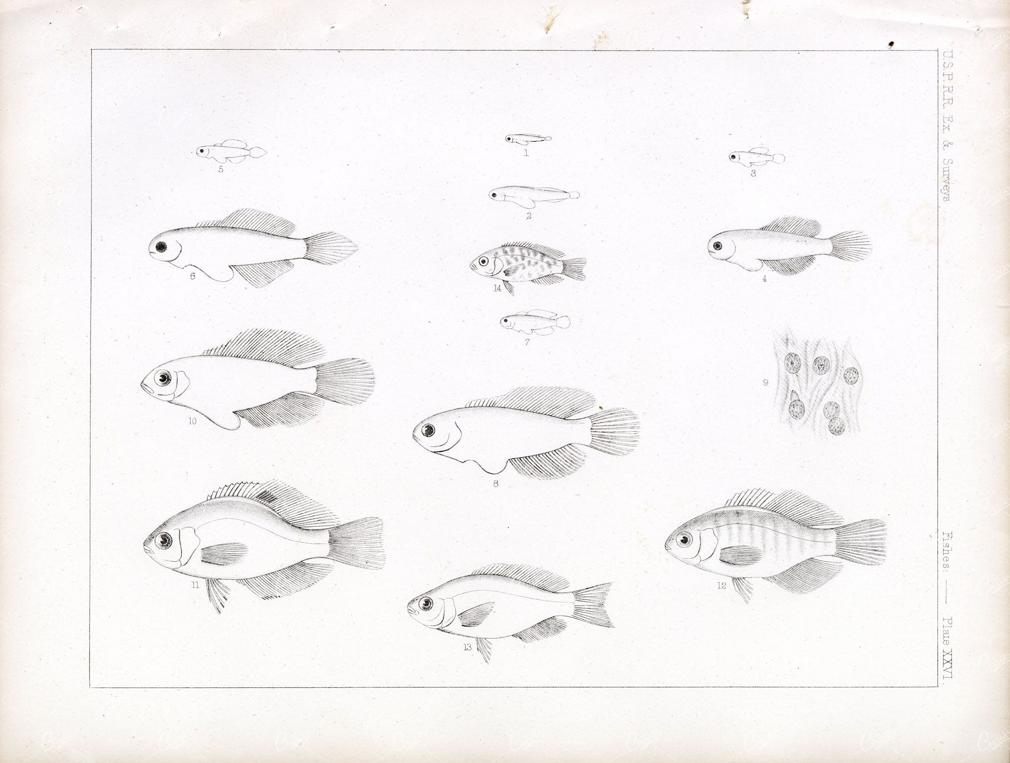 SURFPERCH Fish 1853 Rare Antique Stock Image U.S.P.R.R Fish Survey XXVI - Animals - Century Library